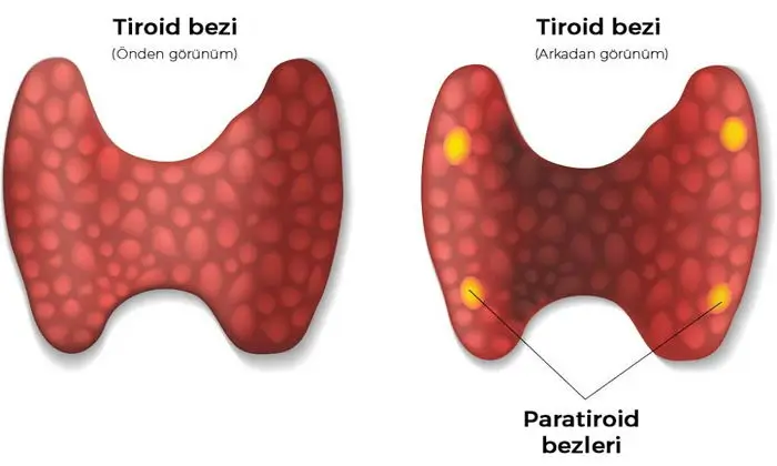 TİROİD & Paratiroid HASTALIKLARI